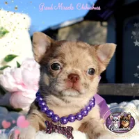 Mona Lisa, a female Chihuahua for sale in San Jose, CA – Photo 5 of 5