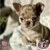 Mona Lisa, a female Chihuahua for sale in San Jose, CA – Photo 3 of 5
