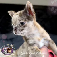 Mona Lisa, a female Chihuahua for sale in San Jose, CA – Photo 1 of 5