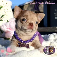 Mona Lisa, a female Chihuahua for sale in San Jose, CA – Photo 4 of 5