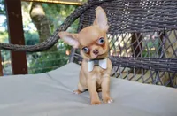 Eazy, a male Chihuahua for sale in San Jose, CA – Photo 1 of 10