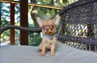 Eazy, a male Chihuahua for sale in San Jose, CA – Photo 2 of 10