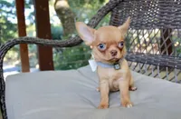 Eazy, a male Chihuahua for sale in San Jose, CA – Photo 7 of 10