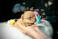 Eazy, a male Chihuahua for sale in San Jose, CA – Photo 9 of 10