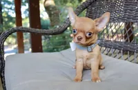 Eazy, a male Chihuahua for sale in San Jose, CA – Photo 5 of 10