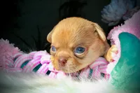 Eazy, a male Chihuahua for sale in San Jose, CA – Photo 10 of 10