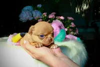 Eazy, a male Chihuahua for sale in San Jose, CA – Photo 8 of 10