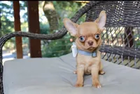 Eazy, a male Chihuahua for sale in San Jose, CA – Photo 3 of 10