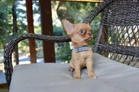 Eazy, a male Chihuahua for sale in San Jose, CA – Photo 4 of 10