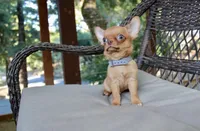 Eazy, a male Chihuahua for sale in San Jose, CA – Photo 6 of 10