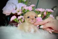 Baby Yoda, a male Chihuahua for sale in San Jose, CA – Photo 2 of 4