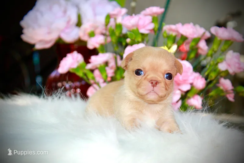 Baby Yoda, a male Chihuahua for sale in San Jose, CA – Photo 1 of 4