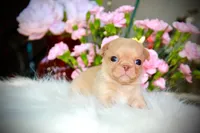 Baby Yoda, a male Chihuahua for sale in San Jose, CA – Photo 1 of 4