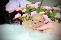 Baby Yoda, a male Chihuahua for sale in San Jose, CA – Photo 4 of 4