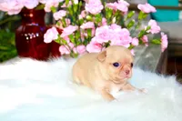 Baby Yoda, a male Chihuahua for sale in San Jose, CA – Photo 3 of 4