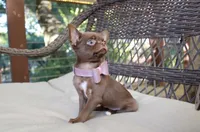 Yuppie, a female Chihuahua for sale in San Jose, CA – Photo 5 of 10