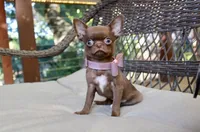 Yuppie, a female Chihuahua for sale in San Jose, CA – Photo 3 of 10