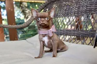 Yuppie, a female Chihuahua for sale in San Jose, CA – Photo 4 of 10