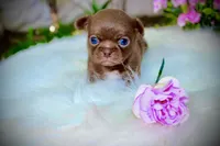 Yuppie, a female Chihuahua for sale in San Jose, CA – Photo 6 of 10