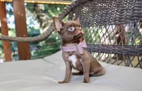 Yuppie, a female Chihuahua for sale in San Jose, CA – Photo 2 of 10