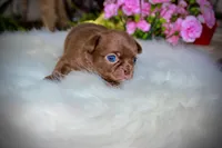 Yuppie, a female Chihuahua for sale in San Jose, CA – Photo 9 of 10