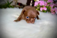 Yuppie, a female Chihuahua for sale in San Jose, CA – Photo 8 of 10