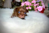 Yuppie, a female Chihuahua for sale in San Jose, CA – Photo 10 of 10