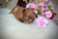 Yuppie, a female Chihuahua for sale in San Jose, CA – Photo 7 of 10