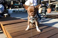 Nefertiti, a female Chihuahua for sale in San Jose, CA – Photo 5 of 5
