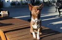 Nefertiti, a female Chihuahua for sale in San Jose, CA – Photo 2 of 5