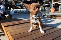 Nefertiti, a female Chihuahua for sale in San Jose, CA – Photo 1 of 5