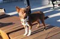 Nefertiti, a female Chihuahua for sale in San Jose, CA – Photo 4 of 5
