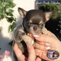 Pompon, a male Chihuahua for sale in San Jose, CA – Photo 2 of 10