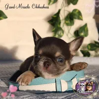 Pompon, a male Chihuahua for sale in San Jose, CA – Photo 10 of 10