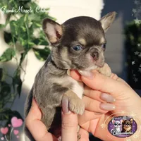 Pompon, a male Chihuahua for sale in San Jose, CA – Photo 6 of 10