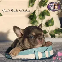 Pompon, a male Chihuahua for sale in San Jose, CA – Photo 5 of 10