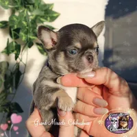 Pompon, a male Chihuahua for sale in San Jose, CA – Photo 8 of 10