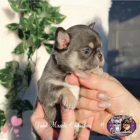 Pompon, a male Chihuahua for sale in San Jose, CA – Photo 3 of 10