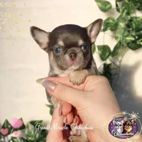 Pompon, a male Chihuahua for sale in San Jose, CA – Photo 4 of 10