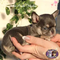 Pompon, a male Chihuahua for sale in San Jose, CA – Photo 7 of 10