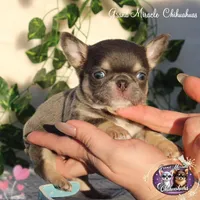 Pompon, a male Chihuahua for sale in San Jose, CA – Photo 1 of 10