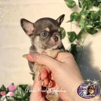 Pompon, a male Chihuahua for sale in San Jose, CA – Photo 9 of 10