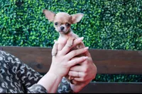 Deja vu, a female Chihuahua for sale in San Jose, CA – Photo 5 of 10