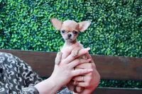 Deja vu, a female Chihuahua for sale in San Jose, CA – Photo 9 of 10