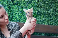 Deja vu, a female Chihuahua for sale in San Jose, CA – Photo 8 of 10