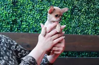 Deja vu, a female Chihuahua for sale in San Jose, CA – Photo 6 of 10