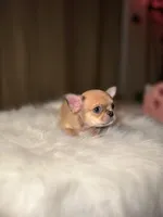 Deja vu, a female Chihuahua for sale in San Jose, CA – Photo 2 of 10