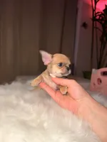 Deja vu, a female Chihuahua for sale in San Jose, CA – Photo 3 of 10