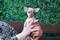 Deja vu, a female Chihuahua for sale in San Jose, CA – Photo 7 of 10