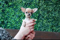 Deja vu, a female Chihuahua for sale in San Jose, CA – Photo 10 of 10